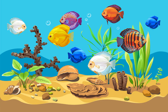 Vector ocean world. Exotic seascape with fish - Discus, seaweeds and corals. Aquatic ecosystem. Illustration of underwater life. Undersea bottom.
