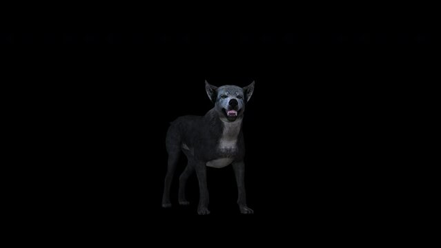 Wolf Idle 3D Animation With Alpha Video