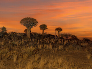 Sunrise in desert landscape of Quiver Tree Forest (Aloe dichotoma), Namibia, South Africa