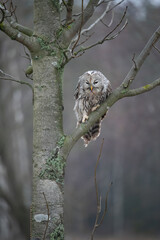 Ural owl (Strix uralensis) is a medium-sized nocturnal owl of the genus Strix, with up to 15 subspecies found in Europe and northern Asia