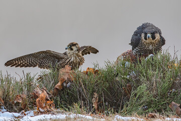 Northern goshawk (Accipiter gentilis)