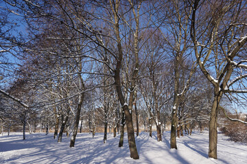 Park in winter at daytime
