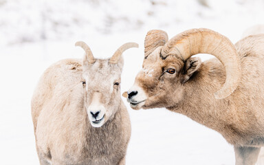 Wyoming Bighorn sheep in the winter snow.