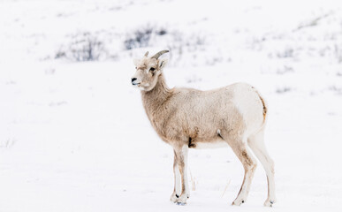 Wyoming Bighorn sheep in the winter snow.