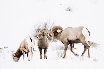 Wyoming Bighorn sheep in the winter snow.