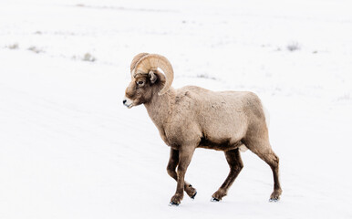 Wyoming Bighorn sheep in the winter snow.