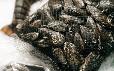 Spains one of the oldest market- La Boqueria. Fish market with lots of different fresh fishes from the morning catch. Tasty sea food on the market stall. Dead fish on ice ready to be cooked.