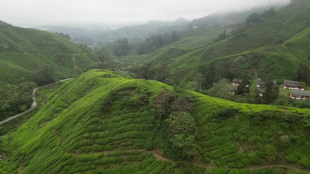 rice terraces in Cameron highlands, Malaysia