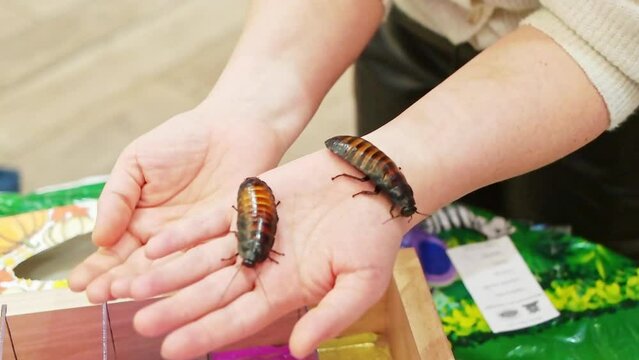 Madagascar hissing cockroach. Media. Pet in hand. Interaction between humans and insects