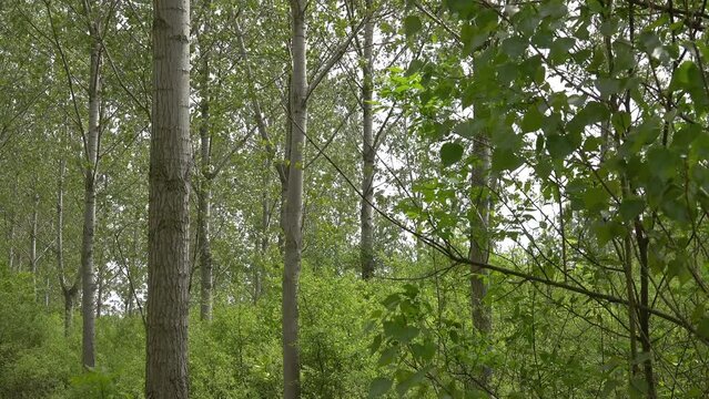 Tall cottonwood aspen trees in forest with green leaves in summer