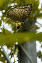 butterfly on leaf