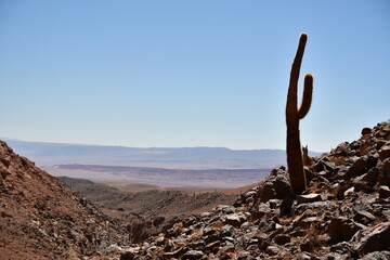 Cactus in lonely valley in Atacama Desert Chile