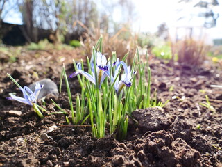 Miniature iris blooming in a spring garden, Suffolk, UK. Photographed in February 2023