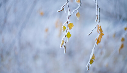 Silver birch tree covered in winter frost - yellow leaves contrasts with cold blue winter landscape...