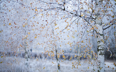 Silver birch tree covered in winter frost - yellow leaves contrasts with cold blue winter landscape...