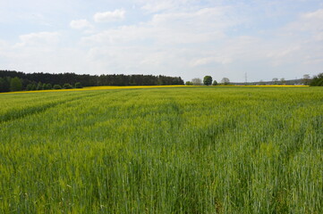 Fototapeta premium Barley on field - Agriculture
