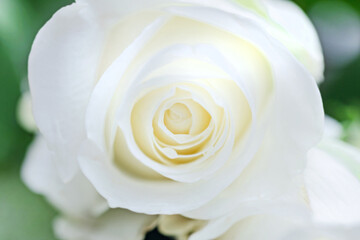 Real pretty white rose flower large