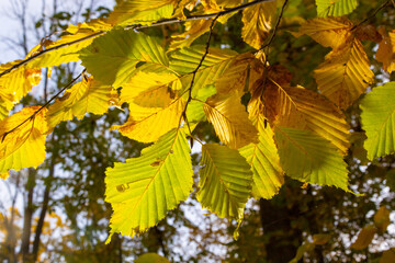 Autumn in the forest. Yellow hornbeam leaves close-up on a beautifully blurred background with bokeh