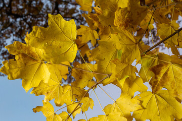 yellowed maple leaves on a blue sky background in autumn on a sunny day