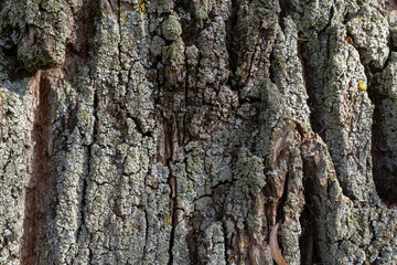 Close-up shot. Greenshield foliose white tube bone pillow lichen Parmeliaceae family Hypogymnia Physodes growing on bark coniferous tree in forest. Symbiosis. Natural texture brown abstract background