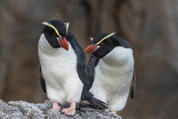 Snares penguins (Eudyptes robustus) © Johannes Jensås