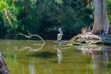 Travel to Australia, Kangaroo Island, Melbourne...