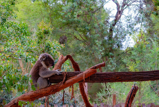 Australia
