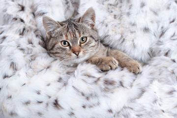 Cute Cat posing at camera. Beautiful Cat is lying on a light background. Place for text. Cat rests. Kitten with big green eyes close-up. Pet. Beautiful Kitten. Without people. Front view. 