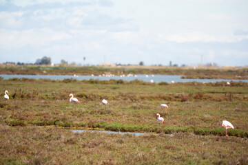 Fototapeta na wymiar flamingo birds walk on the dam of the river