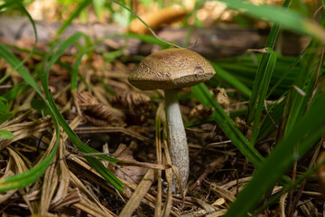 Edible mushroom Leccinum pseudoscabrum in deciduous forest. Known as Hazel Bolete. Wild mushroom growing in the leaves