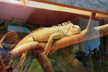 An iguana lies on a large tree branch, an exhibition of exotic animals in a terrarium.