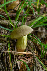 Boletus edulis or cep, edible wild mushroom in a forest