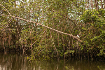 Discover the Beauty of Mangrove Forests with Our High-Resolution Stock Images for Sale