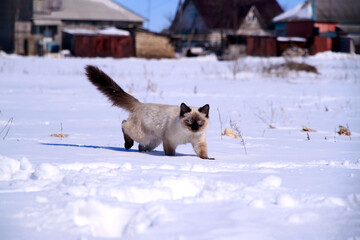 Ragdoll cat plays with snowflakes, cat runs on white snow.