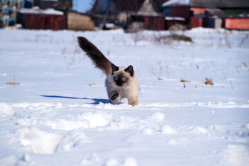 Ragdoll cat plays with snowflakes, cat runs on white snow.
