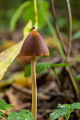 A vertical closeup of a small brown mushroom Conocybe siliginea