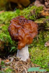 Gyromitra esculenta False morel, Calf brain, Bull nose mushroom in the forest.First spring mushrooms.