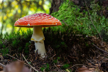 Amanita Muscaria, poisonous mushroom. Photo has been taken in the natural forest background