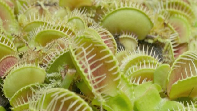 Big group of Venus flytraps