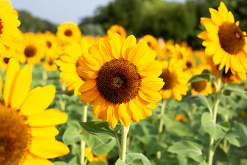Obraz premium Sunflower field, Beautiful summer landscape.