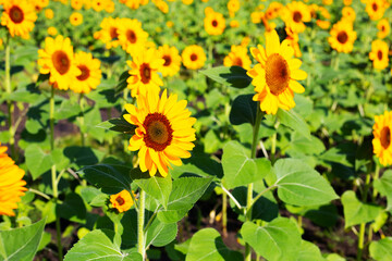 Fototapeta premium Sunflower field, Beautiful summer landscape.
