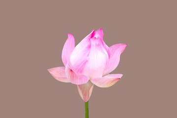Beautiful pink lotus flower on brown background.