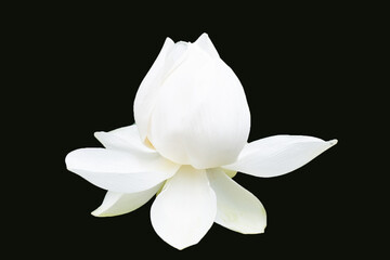 Beautiful white lotus flower on dark background.