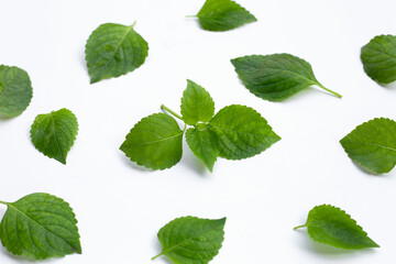 Tree Basil leaves (Ocimum gratissimum) on white background.