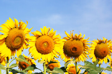 Fototapeta premium Sunflowers are blooming with blue sky. Sunflower field