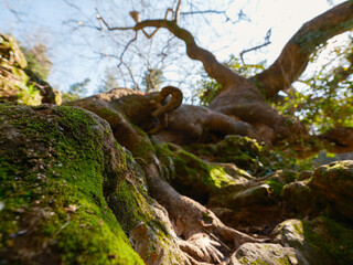 an old tree with moss roots