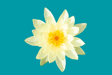 Beautiful yellow water lily. Lotus flower on blue background.