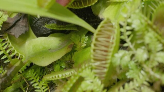 Big group of Venus flytraps