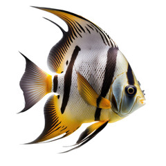 Black, Orange, Yellow Angelfish, Photoreal, Generative AI, Transparent Background, PNG