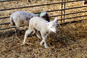 Sheep and lambs at children farm at Bergschenhoek